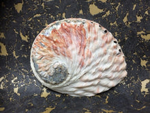 Load image into Gallery viewer, Abalone Shell