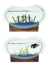 Load image into Gallery viewer, Sea Themed Shell Glass Jelly Candle on Wooden Stand - 23 cm x 16.5 cm - Nautical Home Decor, Coastal Ambiance-OsirisTradingUK