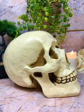 Laden Sie das Bild in den Galerie-Viewer, Life Size Realistic Looking Skull Money Box Gothic Gift Ornament 22cm-OsirisTradingUK