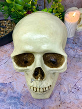 Laden Sie das Bild in den Galerie-Viewer, Life Size Realistic Looking Skull Money Box Gothic Gift Ornament 22cm-OsirisTradingUK