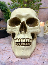 Laden Sie das Bild in den Galerie-Viewer, Life Size Realistic Looking Skull Money Box Gothic Gift Ornament 22cm-OsirisTradingUK