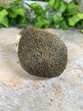 Load image into Gallery viewer, Adorable Realistic Hedgehog Figurine Perfect Garden Ornament Lawn Decor-OsirisTradingUK
