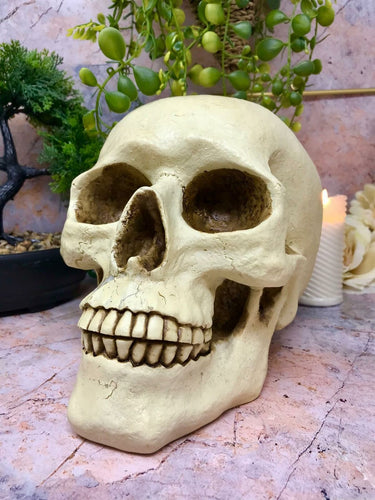 Life Size Realistic Looking Skull Money Box Gothic Gift Ornament 22cm-OsirisTradingUK
