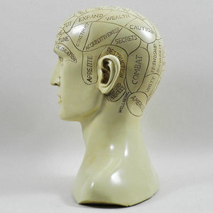 Phrenology Head Bust Traditional Medicine Ornament Craniology Sculpture 20 cm