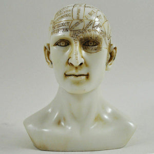 Phrenology Head Decorative Traditional Medical Craniology Accessory Sculpture
