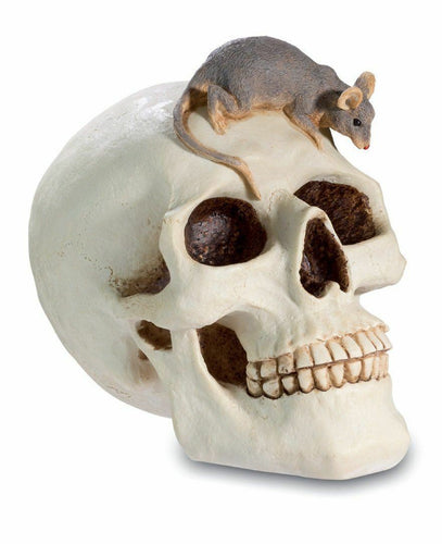 Fabulous Large Skull and Rat Money Box Gothic Figure Ornament Sculpture-OsirisTradingUK