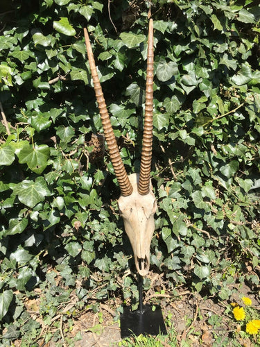 Large Antelope Skull Horns Animal Skulls Range Garden Ornament with Metal Base-OsirisTradingUK