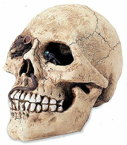 Life Size Infested Skull With a Realistic Design Money Box-OsirisTradingUK